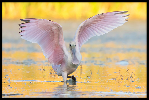 Roseate Spoonbill