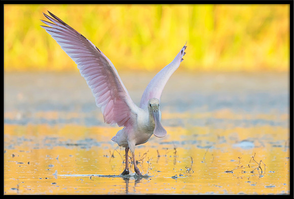 Roseate Spoonbill