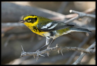 Townsend's Warbler