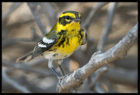 Townsend's Warbler