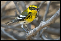 Townsend's Warbler