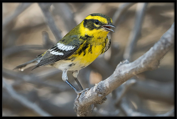 Townsend's Warbler