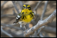Townsend's Warbler