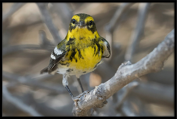 Townsend's Warbler