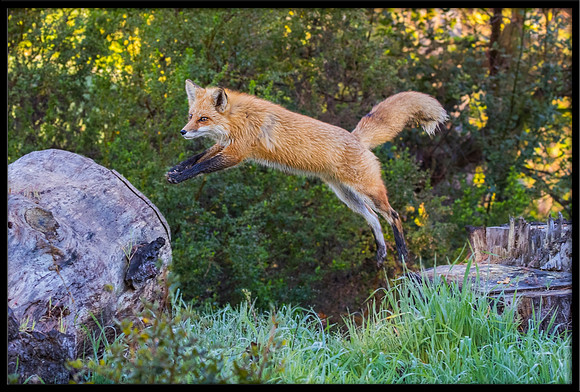 Red Fox