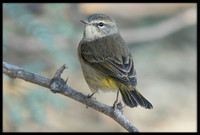 Palm Warbler