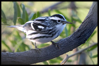 Black and White Warbler