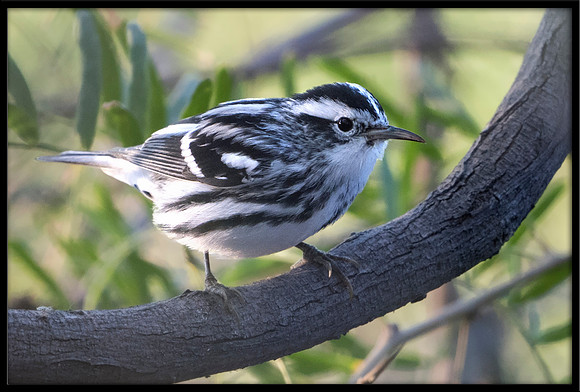 Black and White Warbler