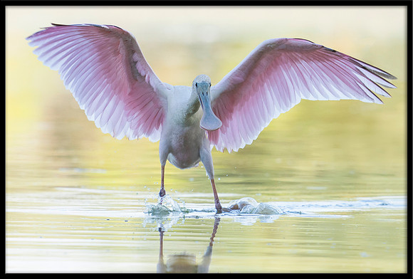 Roseate Spoonbill