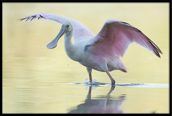 Roseate Spoonbill