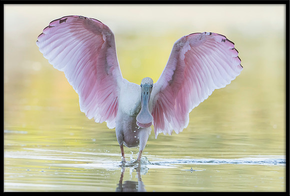 Roseate Spoonbill