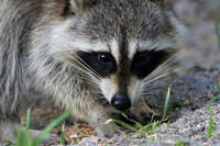 Raccoon