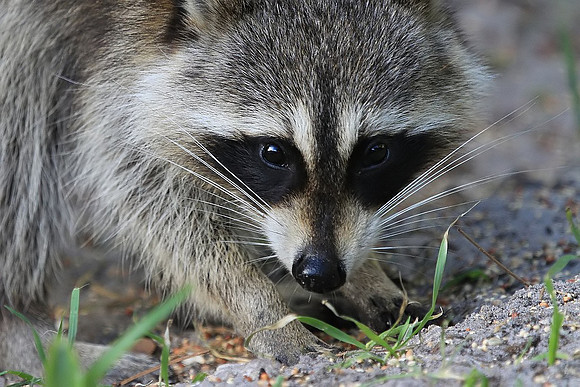 Raccoon