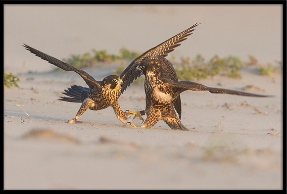 Peregrine Falcon chicks