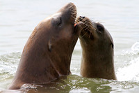 "Give Me A Kiss" - Sea Lions