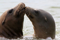 "Sealed With A Kiss" - Sea Lions