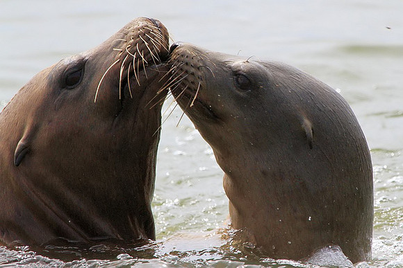 "Sealed With A Kiss" - Sea Lions