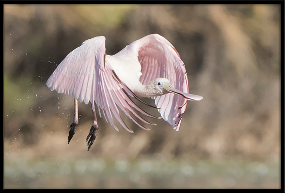 Roseate Spoonbill