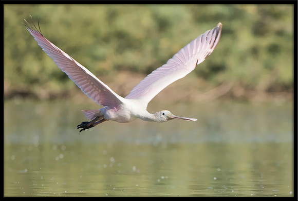 Roseate Spoonbill