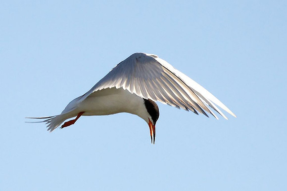 Forster's Tern