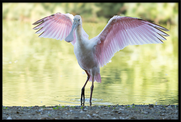 Roseate Spoonbill