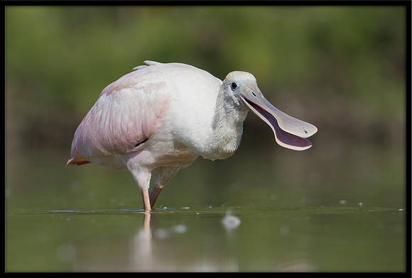 Roseate Spoonbill