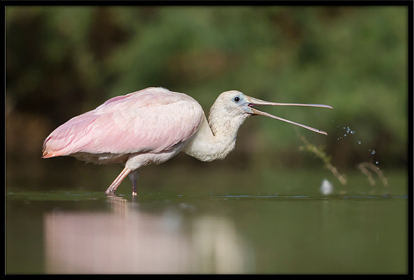 Roseate Spoonbill