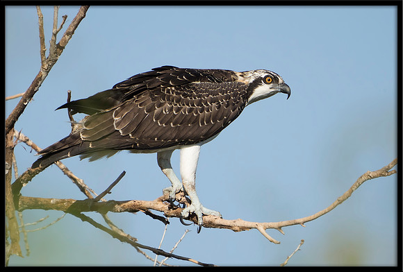 Osprey