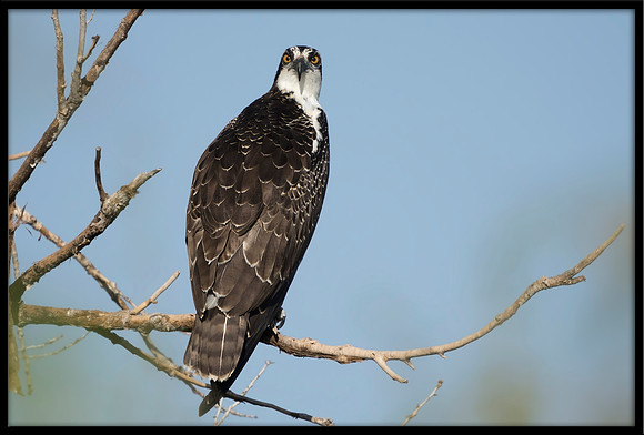 Osprey