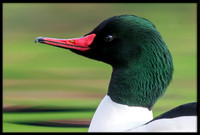 Mergansers