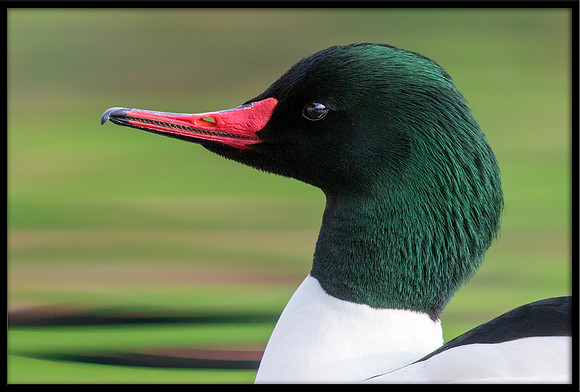 Common Merganser (m)