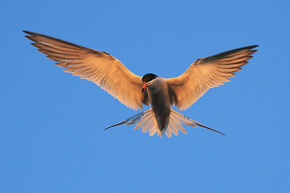 Forster's Tern