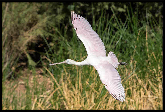 Roseate Spoonbill