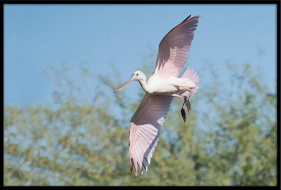 Roseate Spoonbill