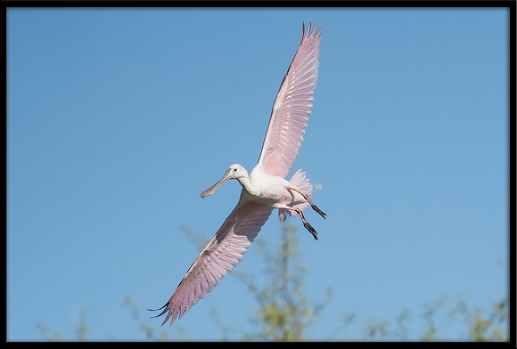 Roseate Spoonbill
