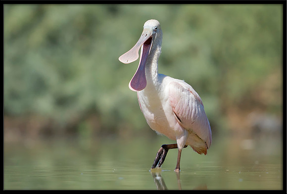 Roseate Spoonbill
