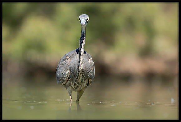 Great Blue Heron