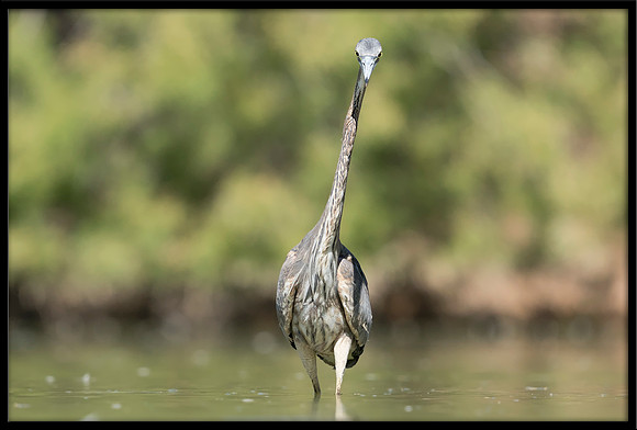 Great Blue Heron