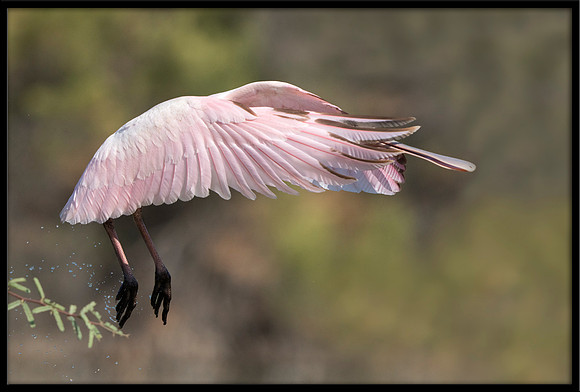 Roseate Spoonbill