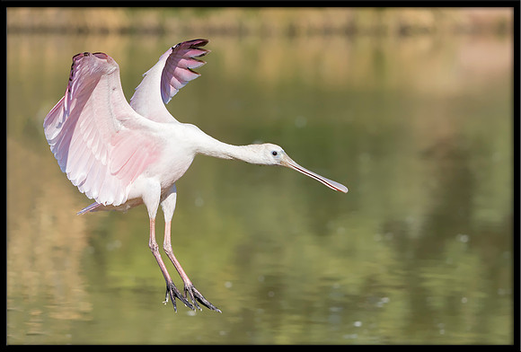 Roseate Spoonbill