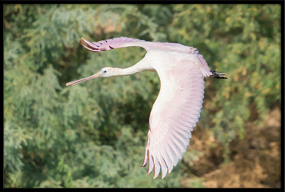 Roseate Spoonbill