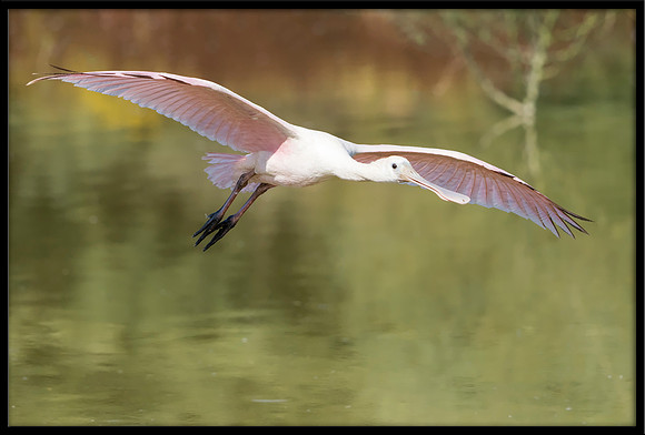 Roseate Spoonbill