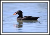 Surf Scoter
