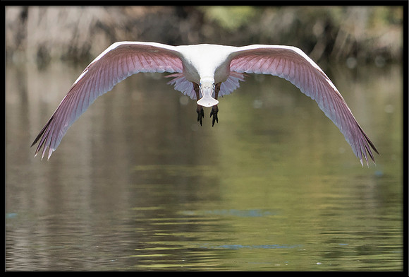 Roseate Spoonbill