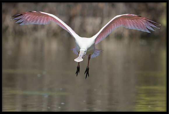 Roseate Spoonbill