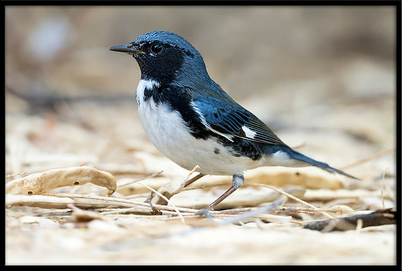Black-throated Blue Warbler
