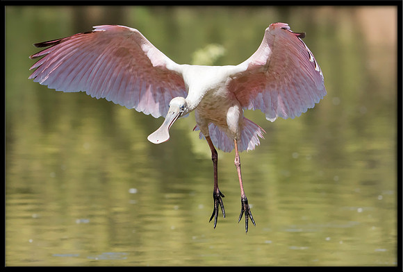 Roseate Spoonbill