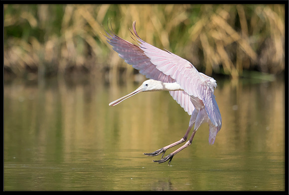 Roseate Spoonbill