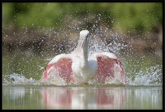 Roseate Spoonbill