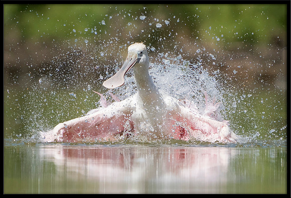 Roseate Spoonbill